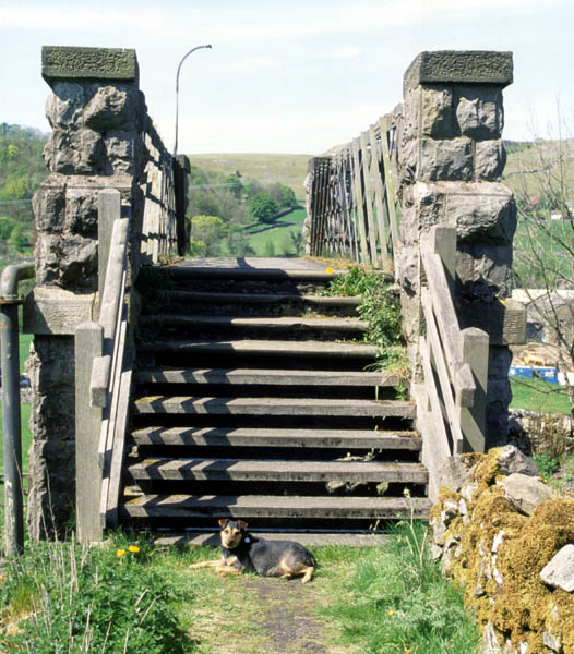 Rosie rests by Langcliffe footbridge